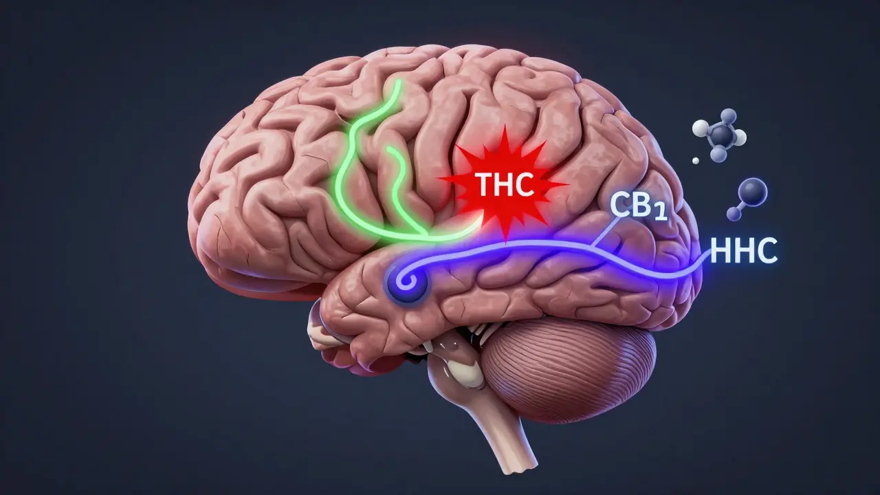Struktura lidského mozku s barevnými cestami pro CBD, THC a HHC, které ukazují různé typy účinků na CB1 receptor.